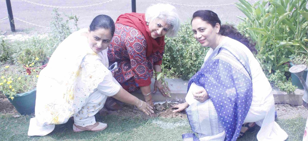 Plantation Drive